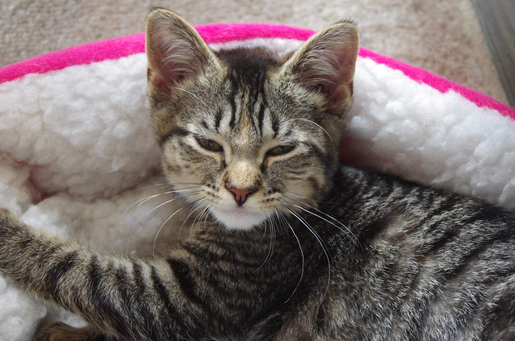 JRC zaczyna publikować wyniki kontroli w schroniskach na swojej stronie internetowej