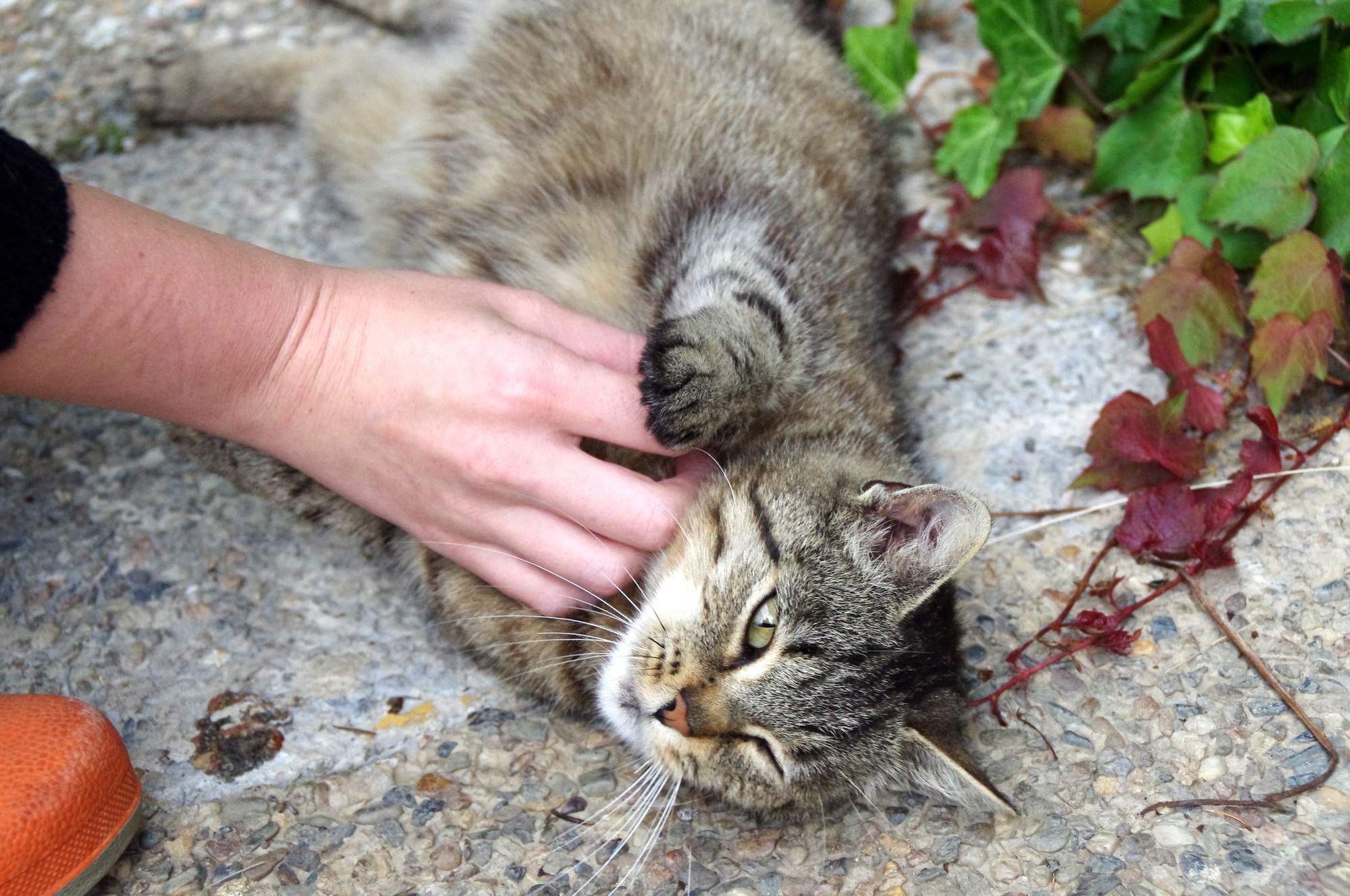 Statystyki: Większość właścicieli zwierząt domowych pochodzi z Ameryki Łacińskiej, Rosji i USA