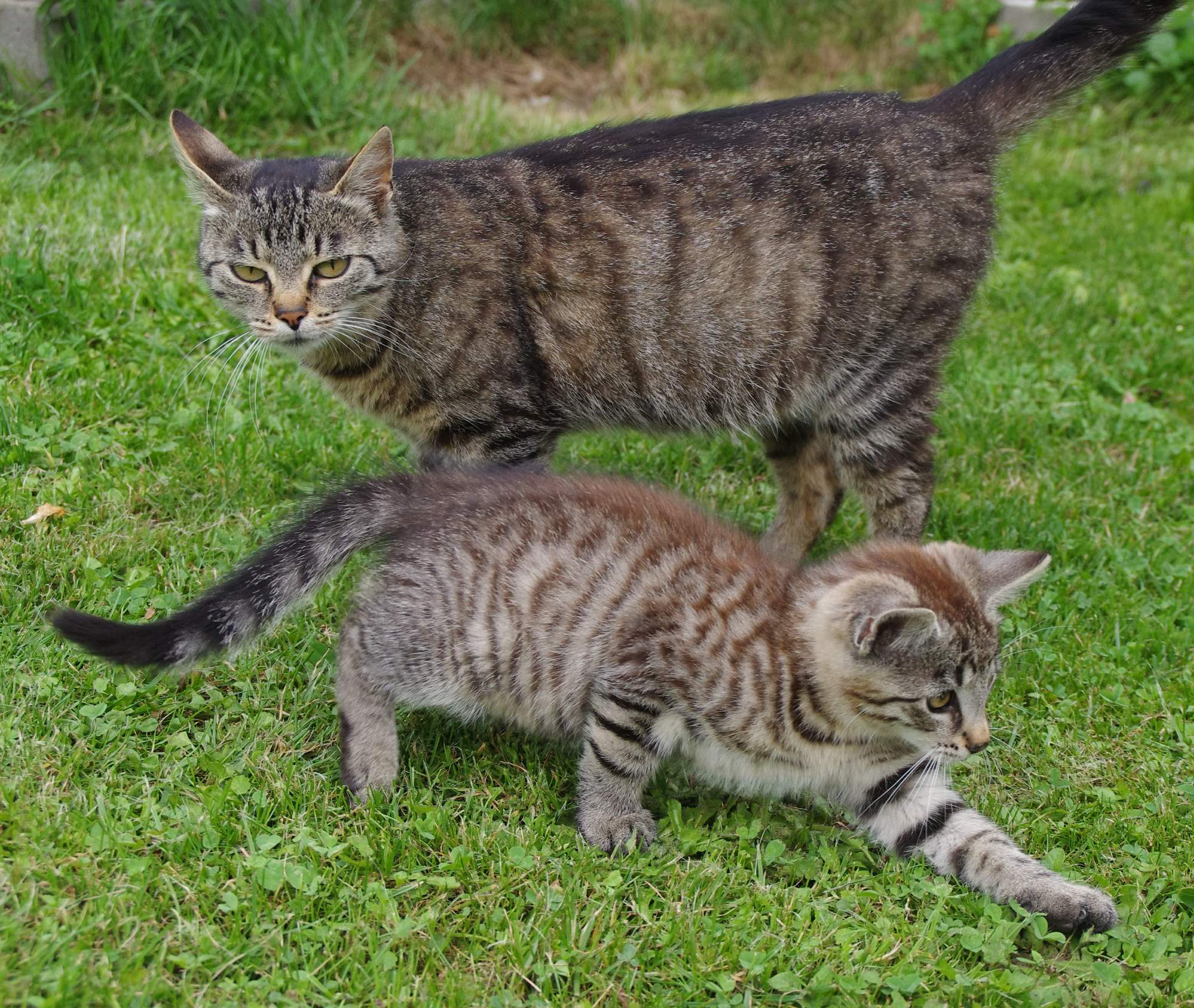Kastracja - zapobieganie i kontrola liczby kotów
