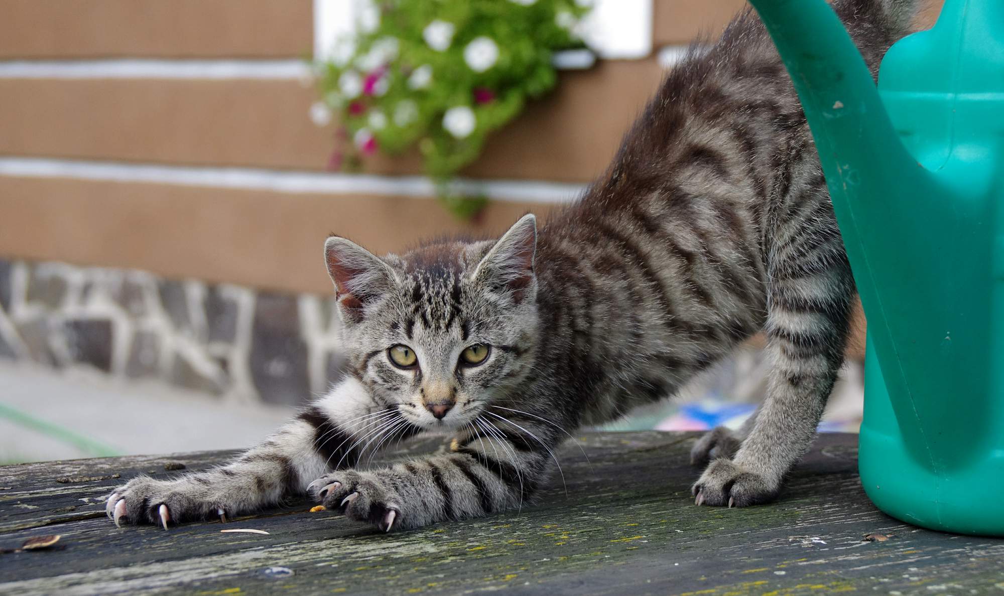 Czy miód jest odpowiedni dla zwierząt?