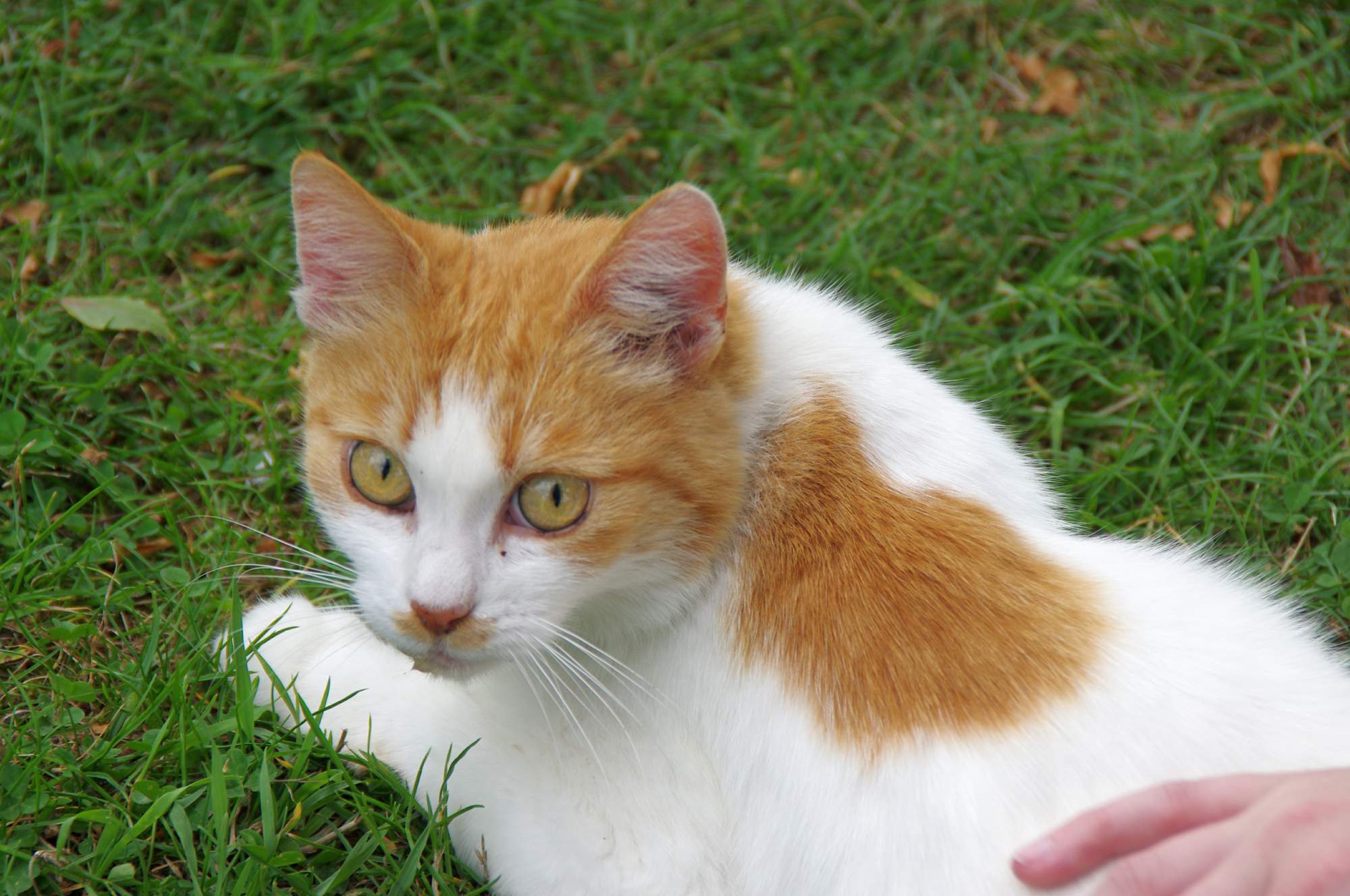 Jak chowamy zwierzęta?