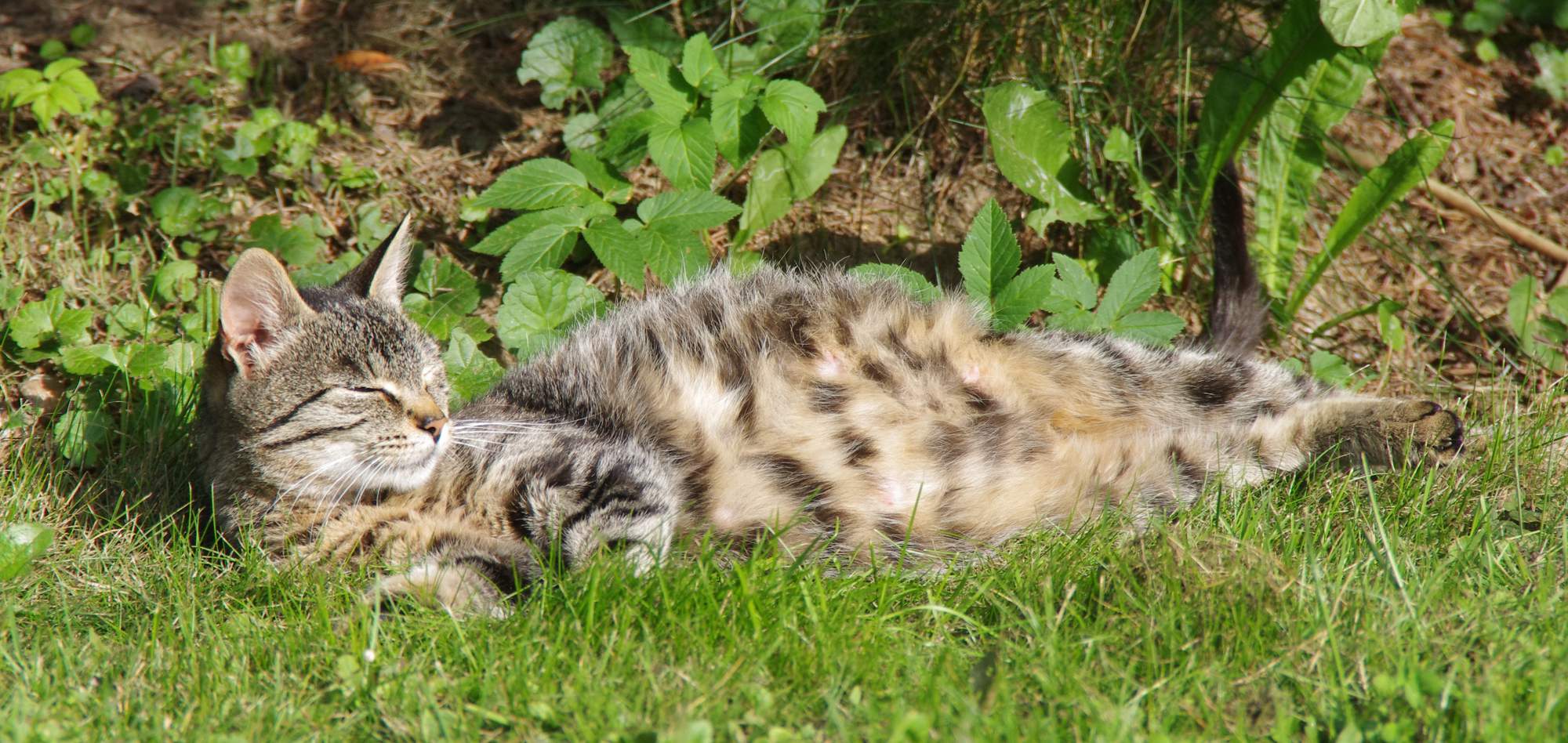 Nadzieja dla porzuconych zwierząt