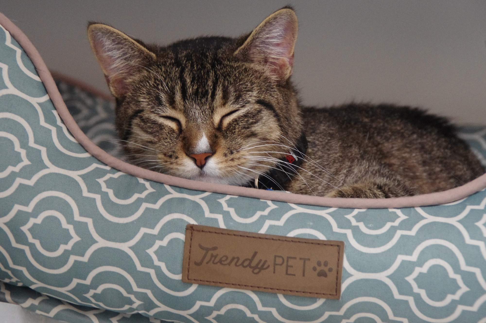 Zaproszenie: 11. doroczna wystawa snów o zwierzętach