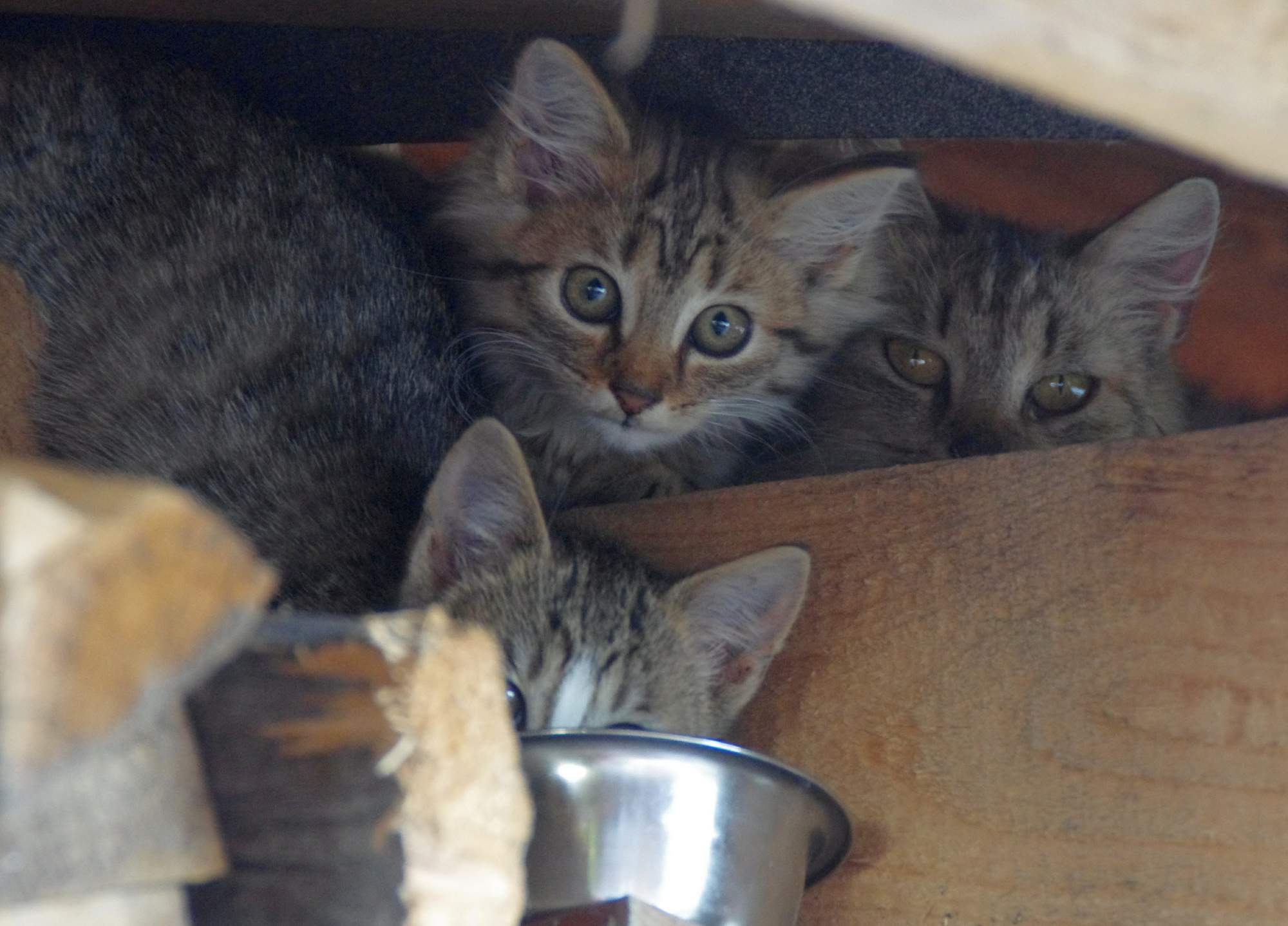 Statystyka: Czesi i zwierzęta ze schronisk