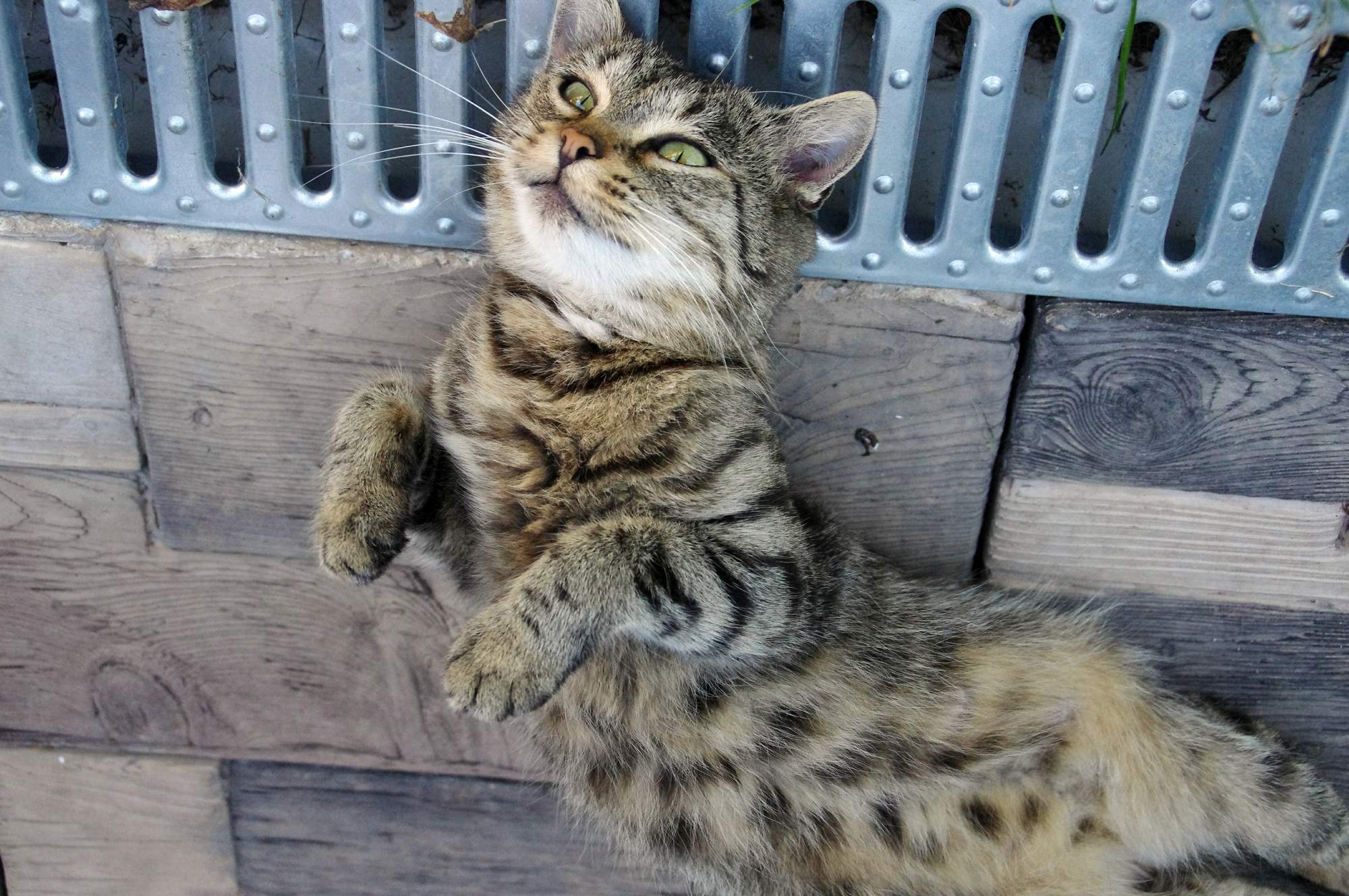 Zaproszenie: ANIMAL FESTIVAL w dniach 1-2 października 2016 r