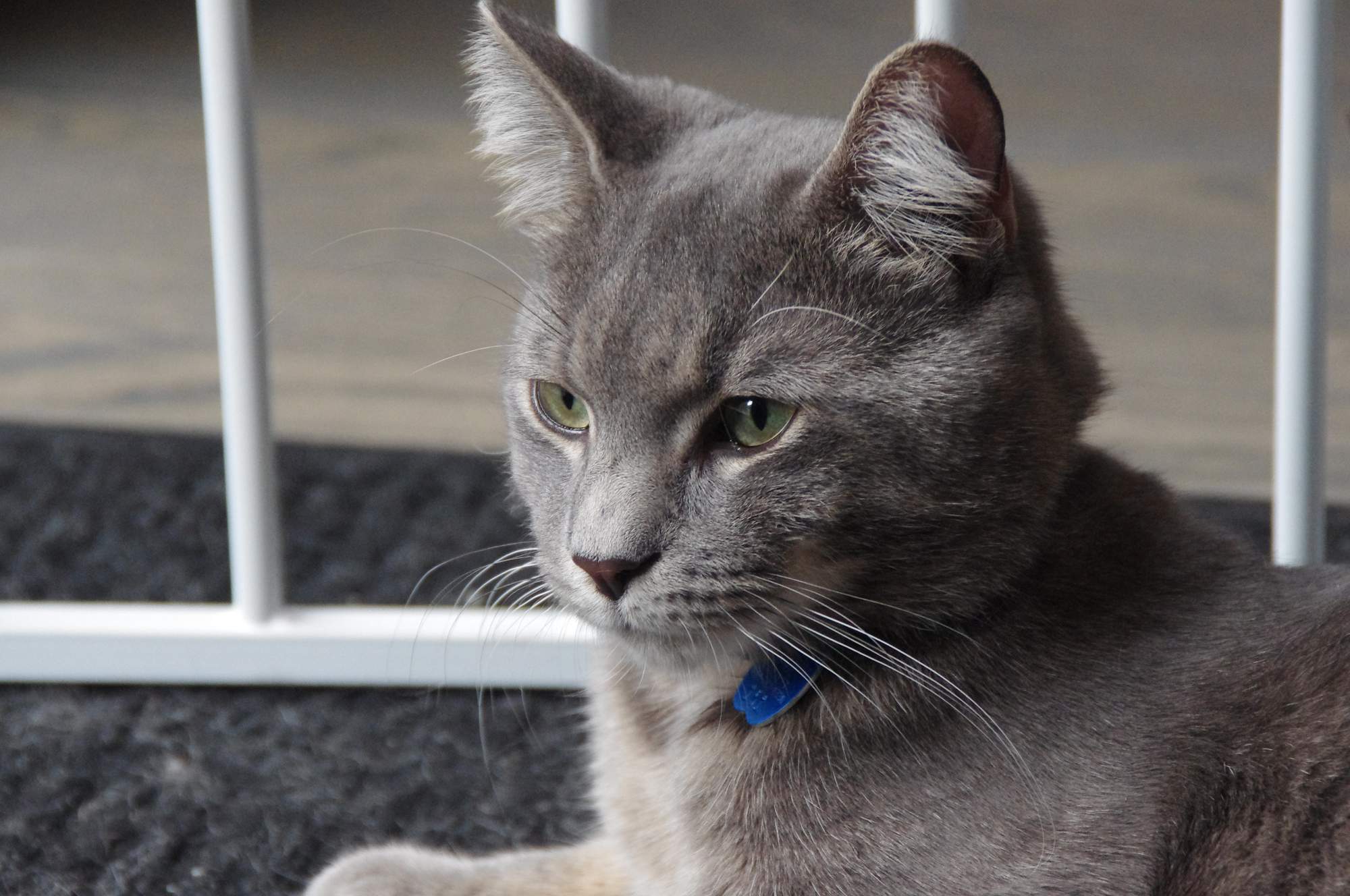 5 powodów, dla których ważne jest regularne odrobaczanie psa i kota