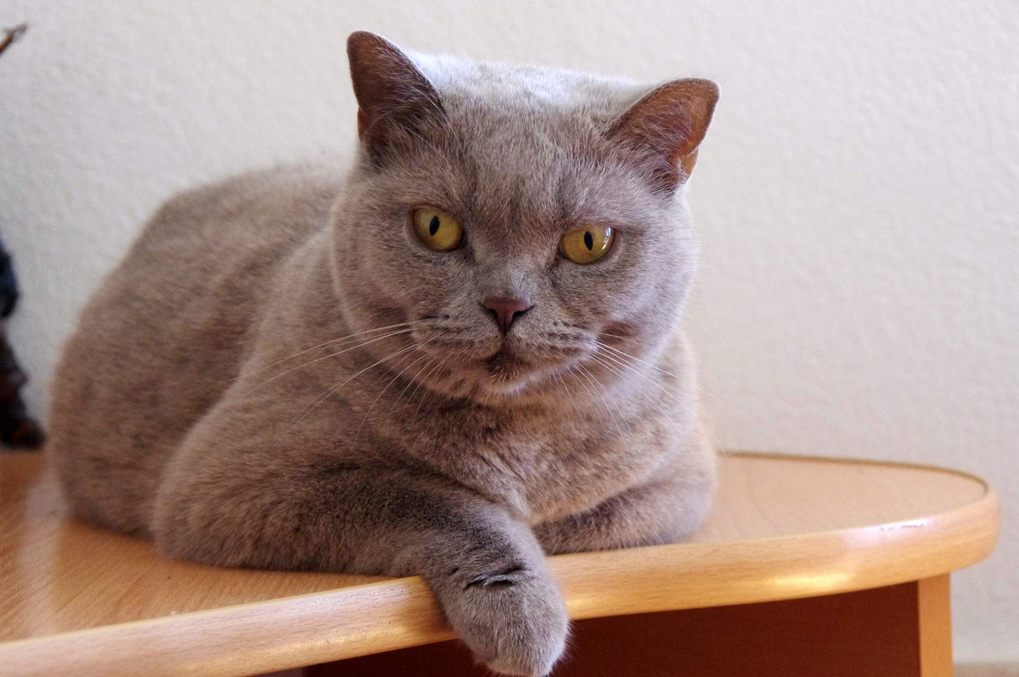 Szlachetne koty fascynowały od wieków