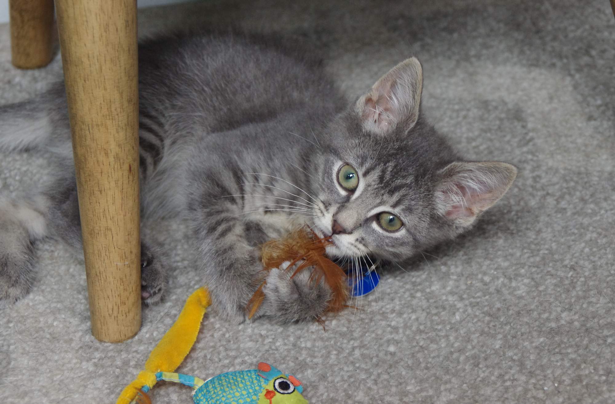 7 porad, na co uważać, gdy idziesz do hodowcy kotów