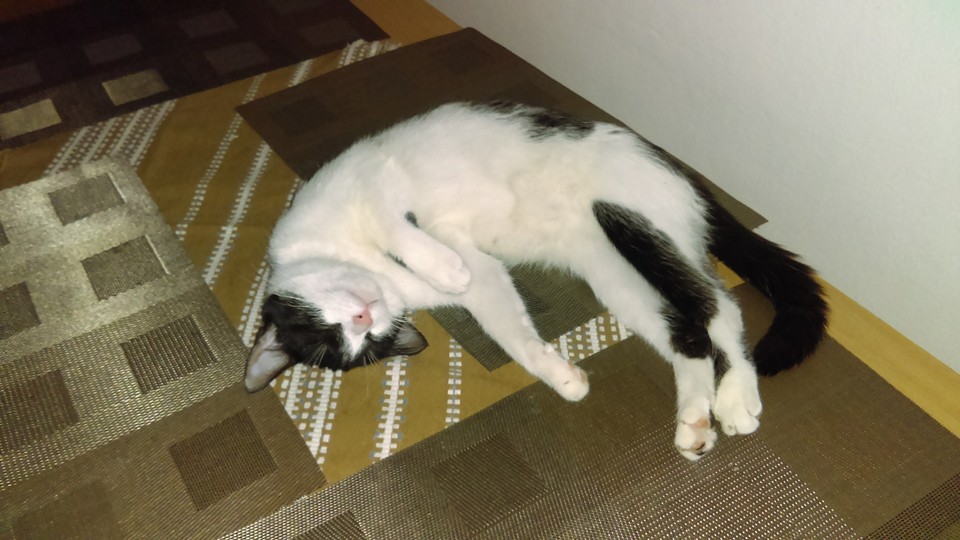 7 wskazówek, jak wybrać weterynarza