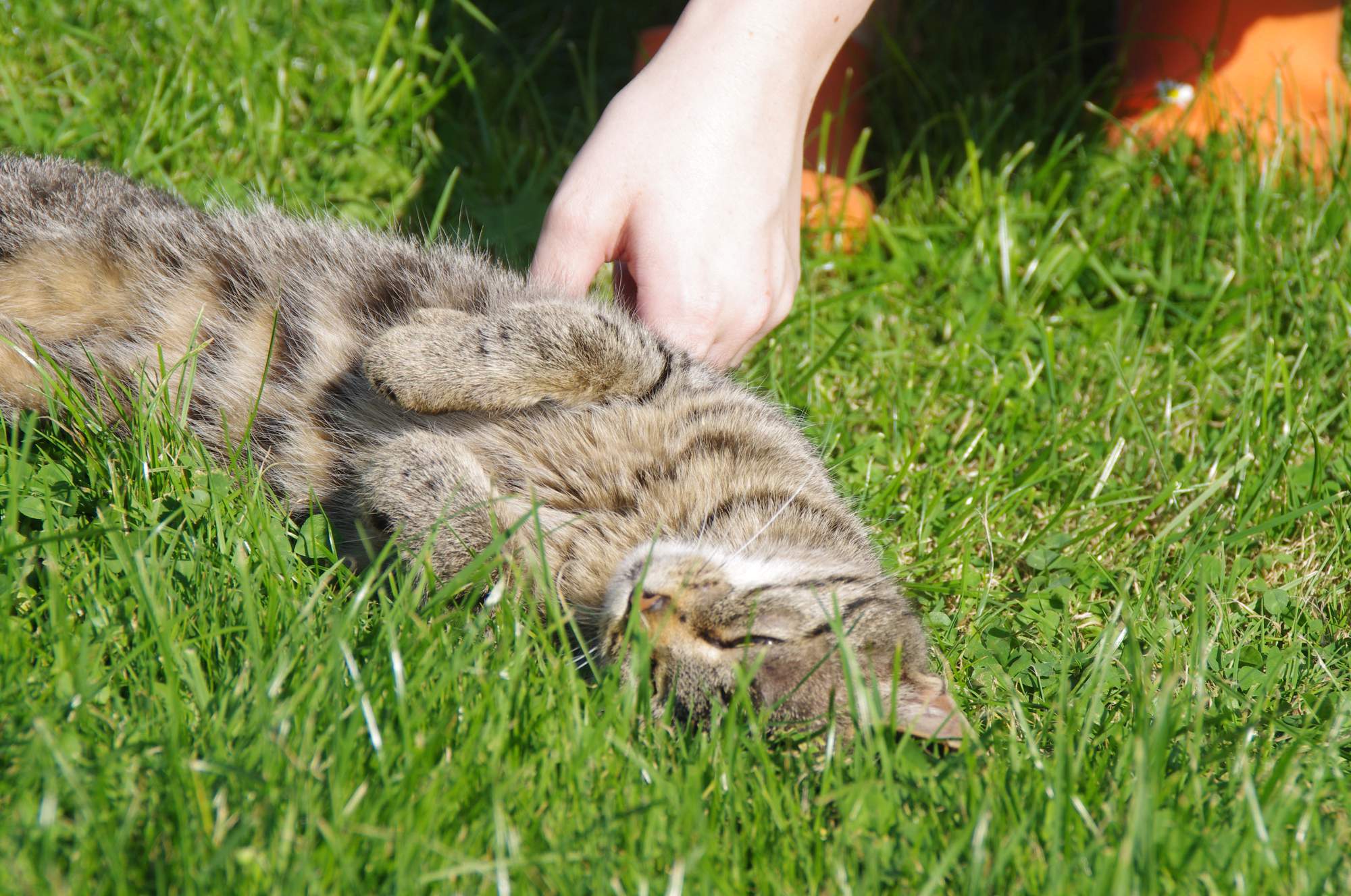 Przywiązanie do właściciela