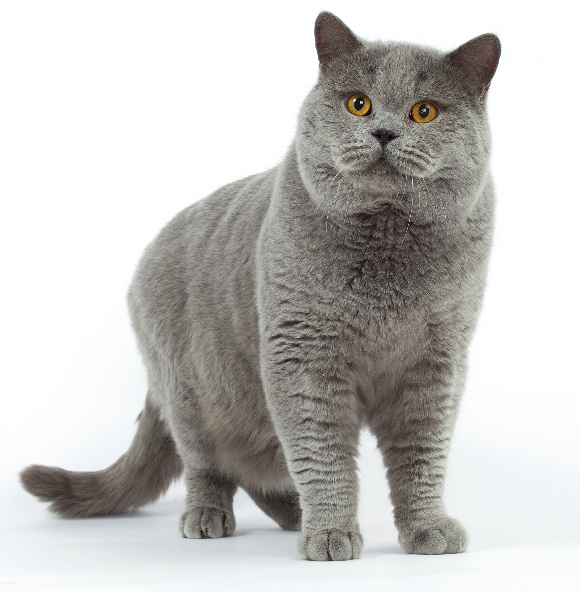 5 popularnych ras kotów