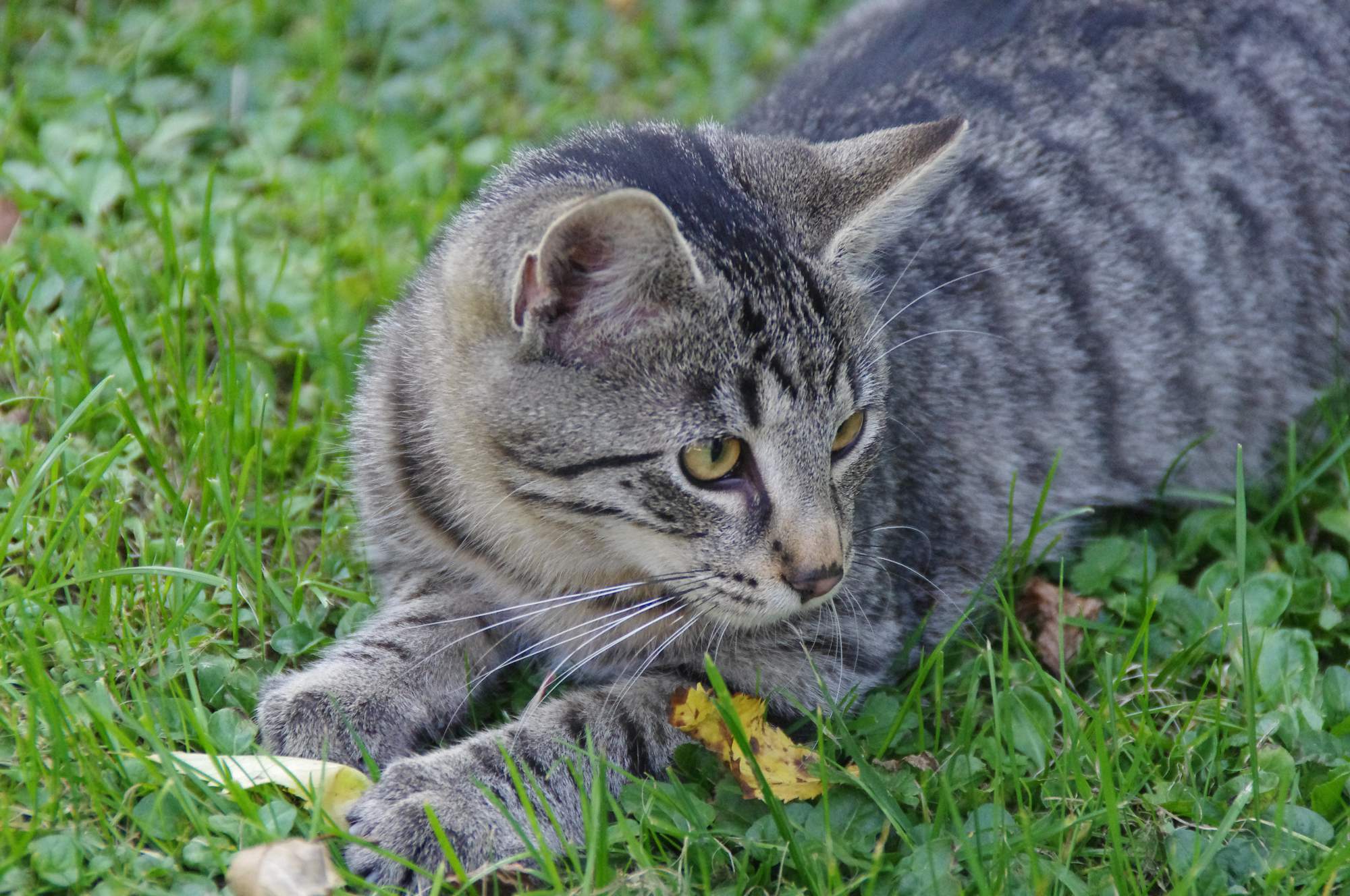 Koty żyły blisko ludzi już 5300 lat temu
