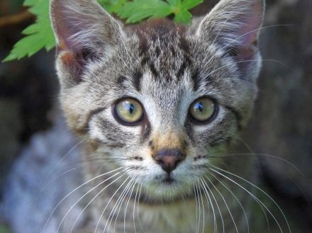 Kolekcja charytatywna dla psów i kotów ze schronisk