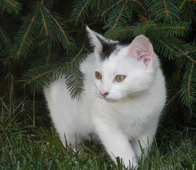 Wystawa kotów adwentowych w Pradze