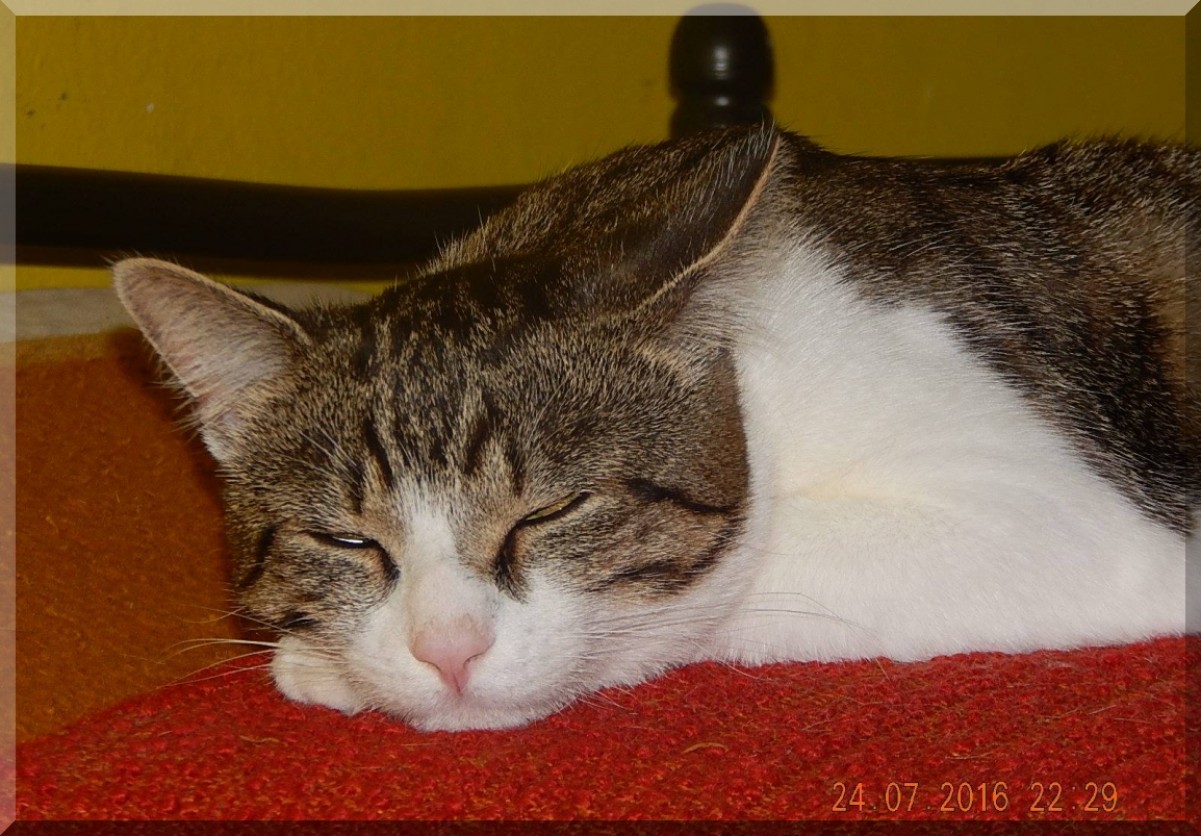 Porzucone zwierzęta cieszą się z 45,3 ton podarowanych granulek