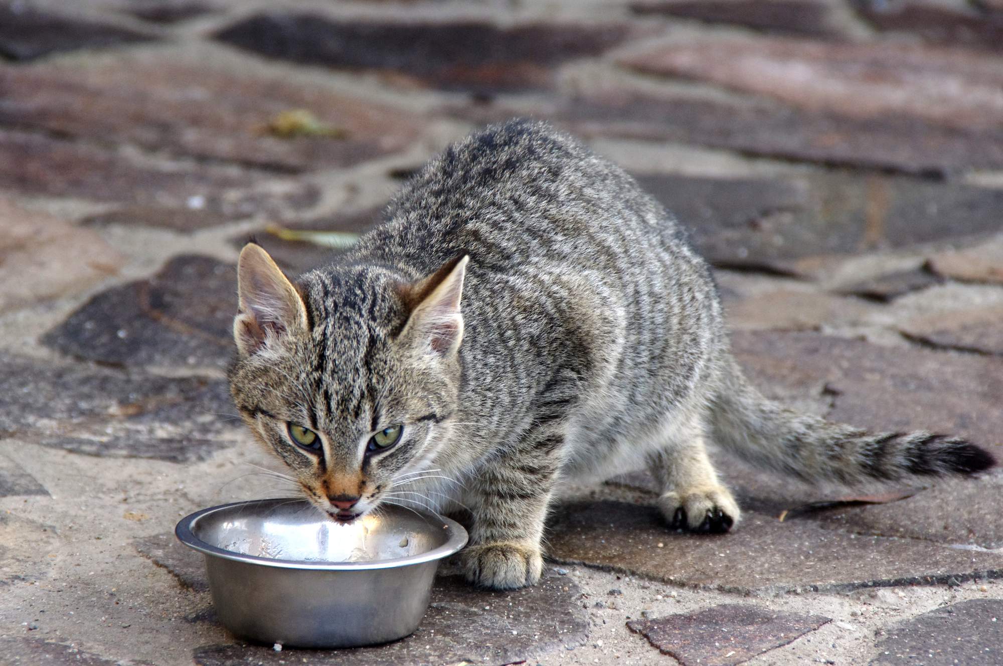 Święta psów i kotów: jakie smakołyki ukryć i co je zastąpić?