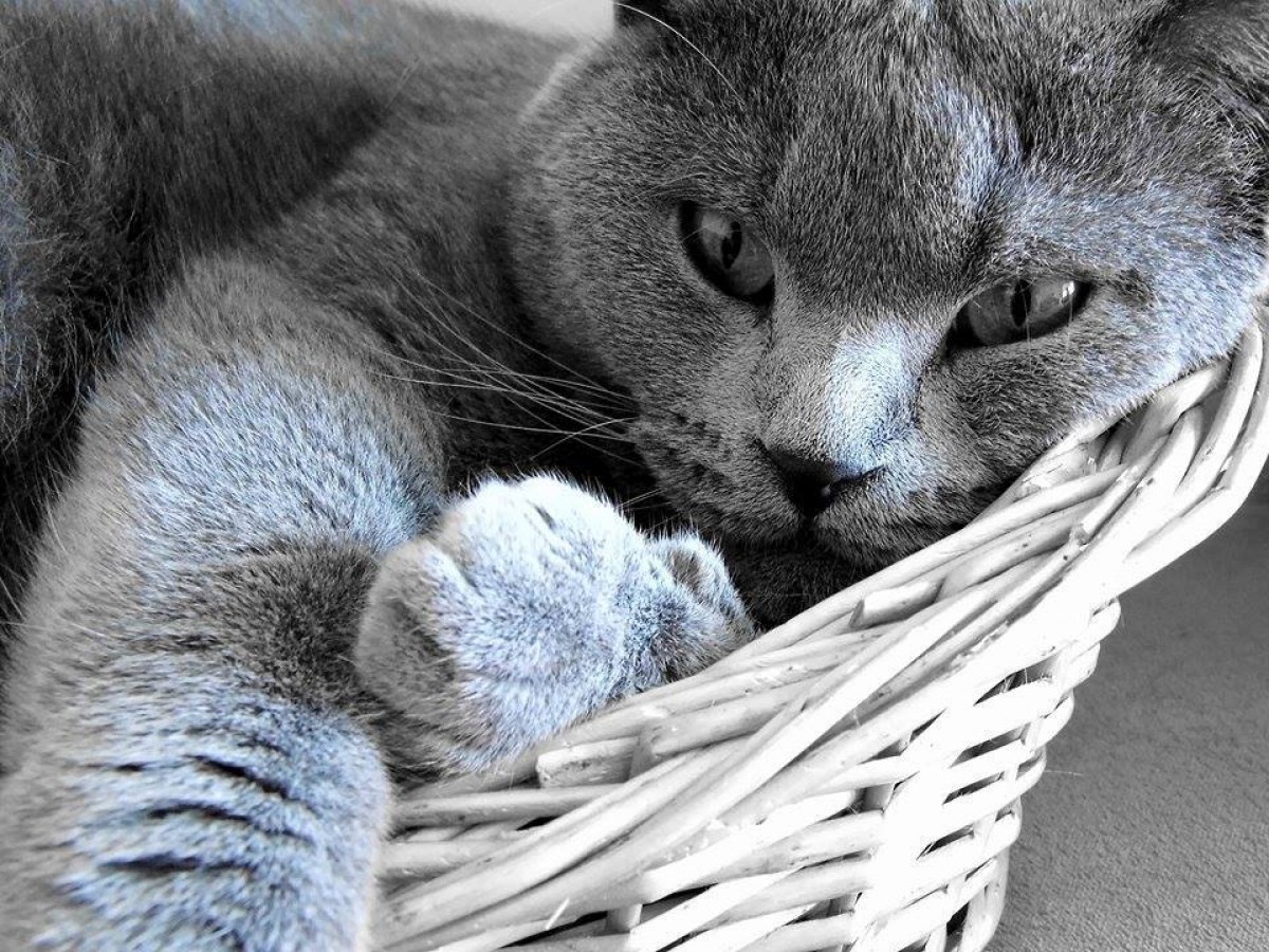 15 znaków zdrowych kotów