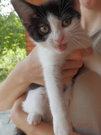 Wprowadzenie schroniska - Dobré Hands, o.s.