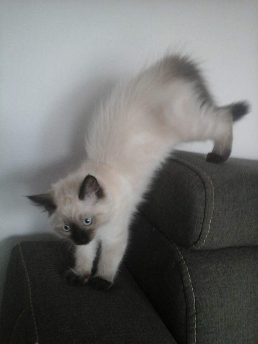 8 porad na temat żywienia kotów