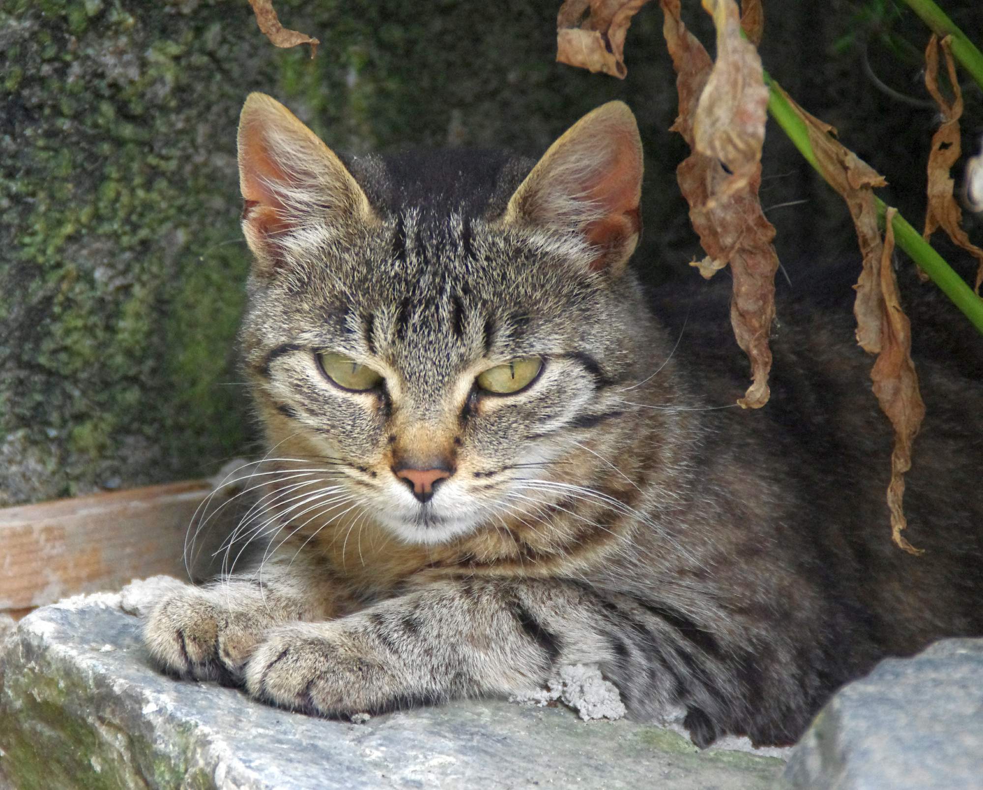 Schroniska są wypełnione zwierzętami po hałaśliwych świętach sylwestrowych