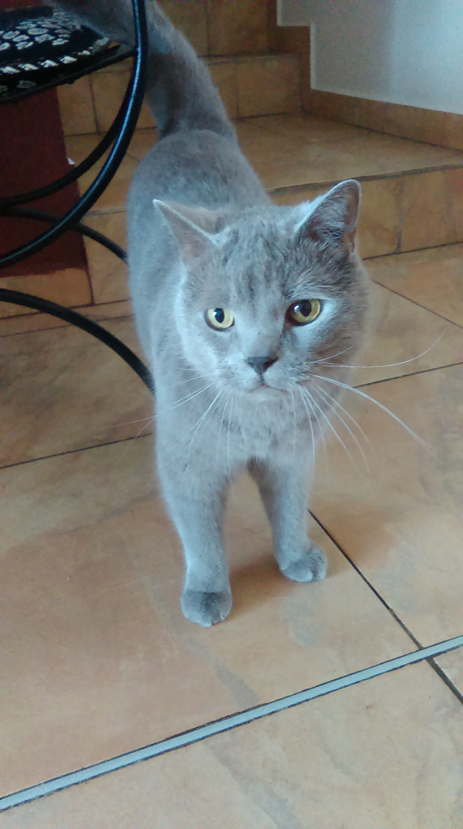 10 postanowień noworocznych dla właścicieli zwierząt