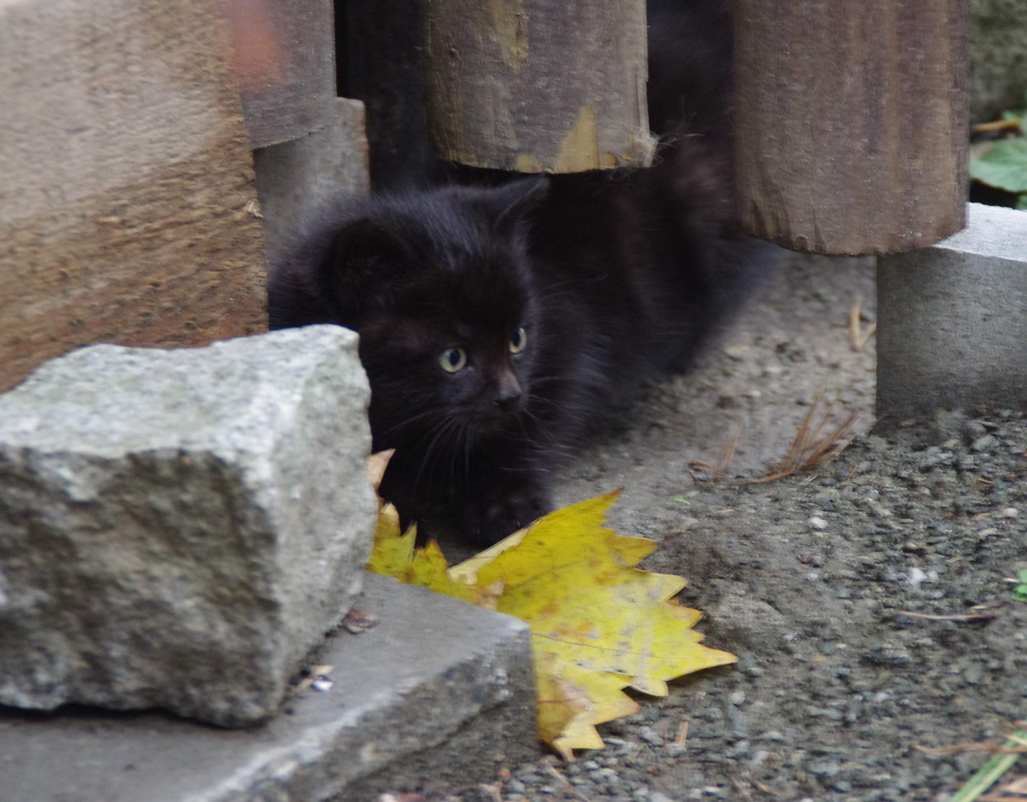 Zaproszenie: 4. wystawa kotów 8. 1. 2017, Toulcův Dvůr Prague Hostivar