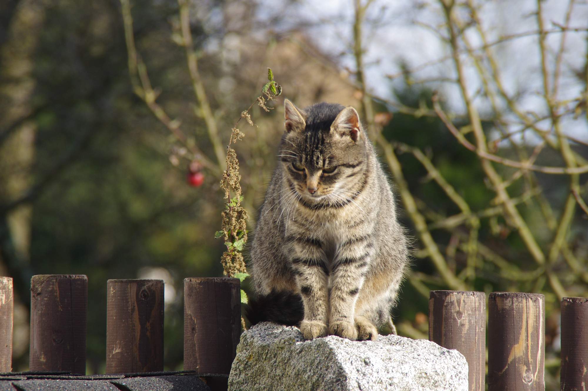 Opieka nad psami i kotami w zimie