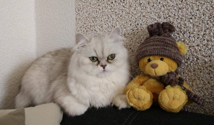 10 powodów, aby kupić zwierzaka