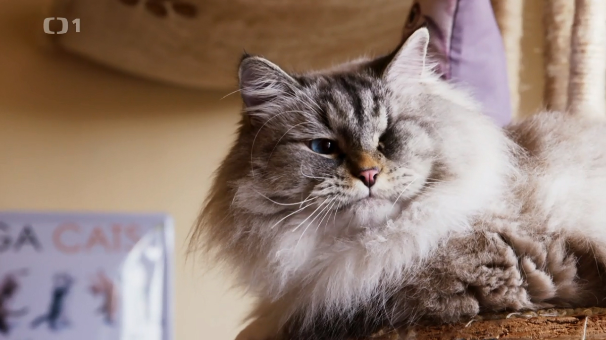 Wskazówka dotycząca programu telewizyjnego: Kot nie jest psem