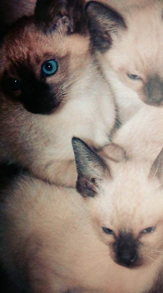 Oszustwa ubezpieczeniowe dotyczące zamrożonych kociąt syjamskich nie działały