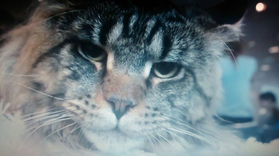 Zaproszenie: Star Show Diplomat Prague 2017