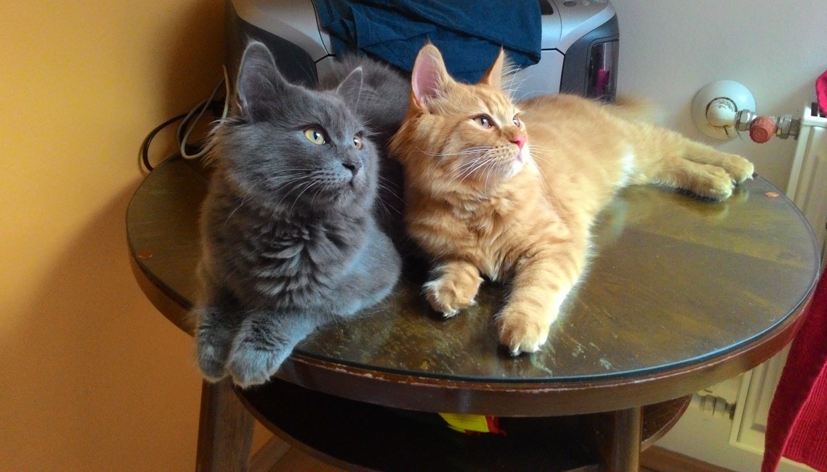 4 sprawdzone wskazówki, dzięki którym Twój kot będzie mógł cieszyć się domem