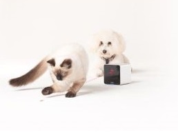 Ulepszenie technologii: Zobacz, co robi Twoje zwierzę, gdy nie ma Cię w domu