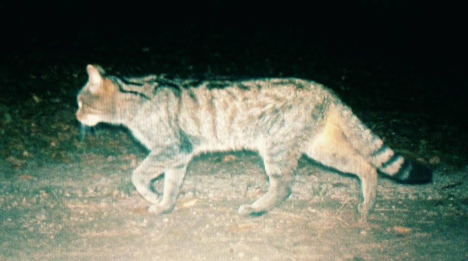 10 lekcji na temat żbika europejskiego