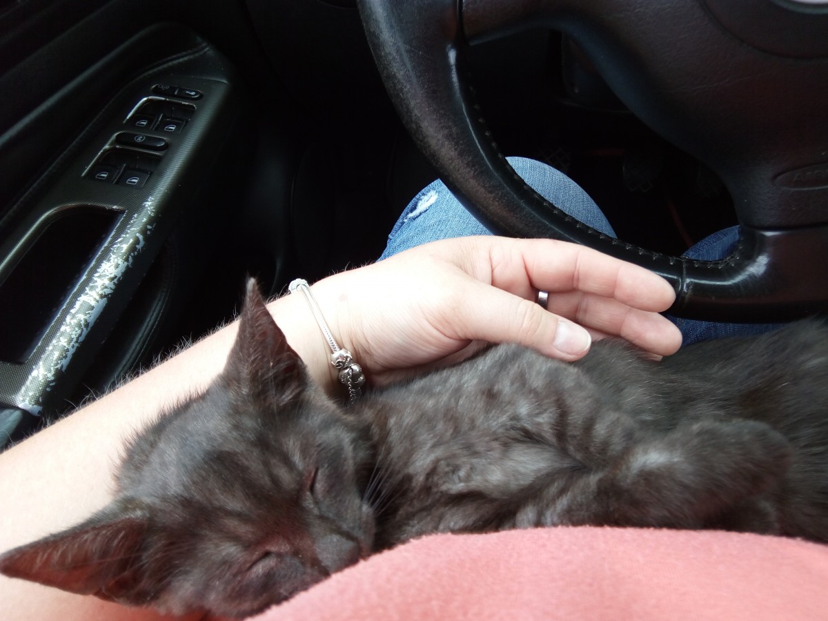 Pies kontra pies ludzie kotów na Facebooku