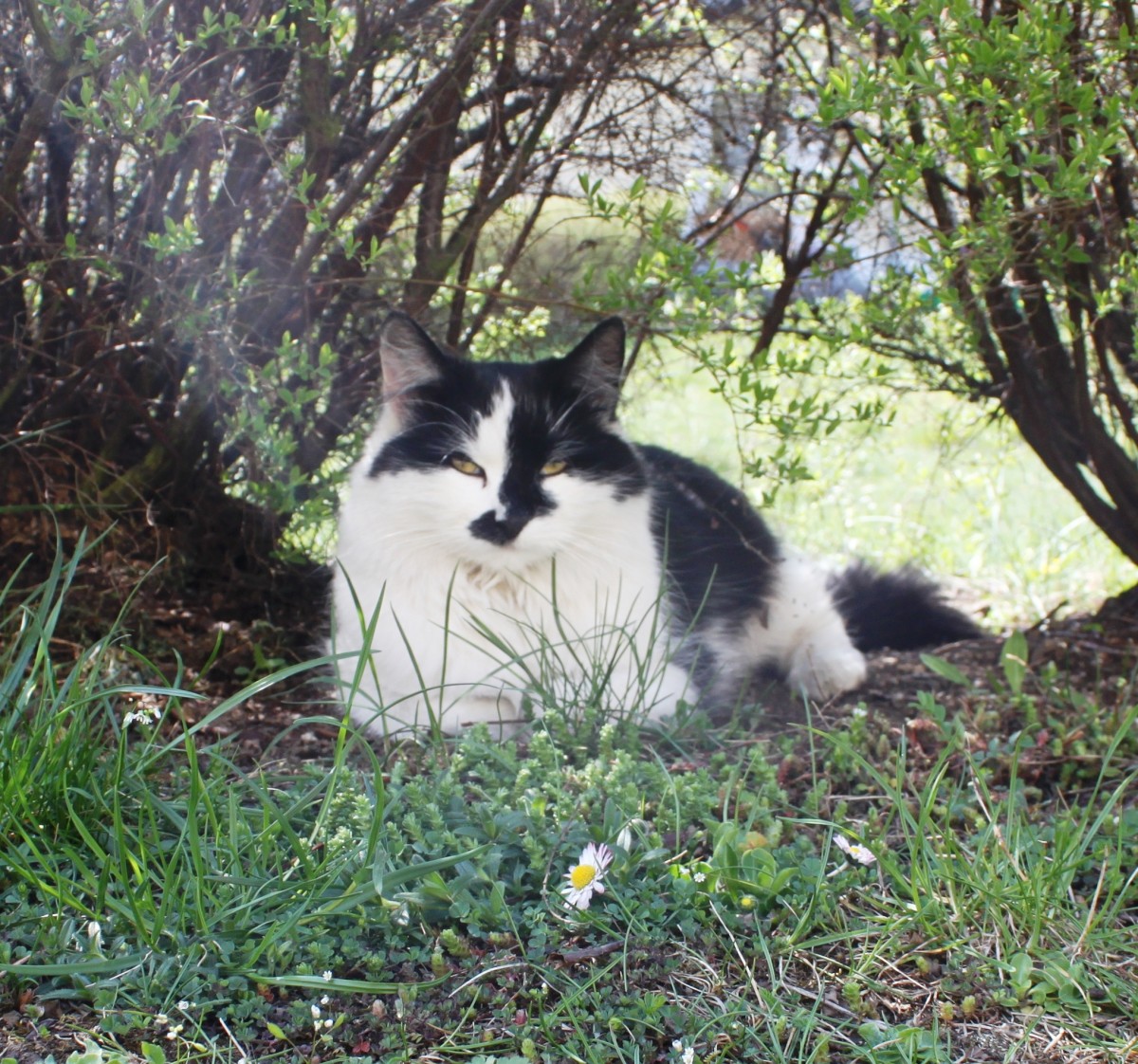 Najczęstsze alergeny pokarmowe u psów i kotów
