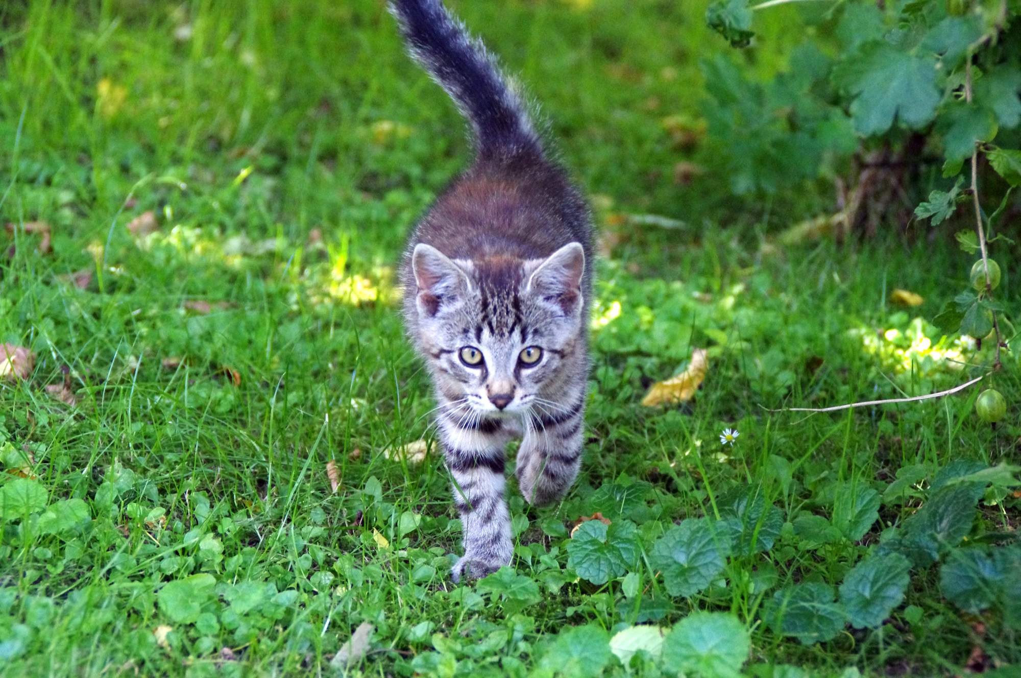 Nadchodzi wiosna, czas zacząć chronić swojego kota przed pasożytami!