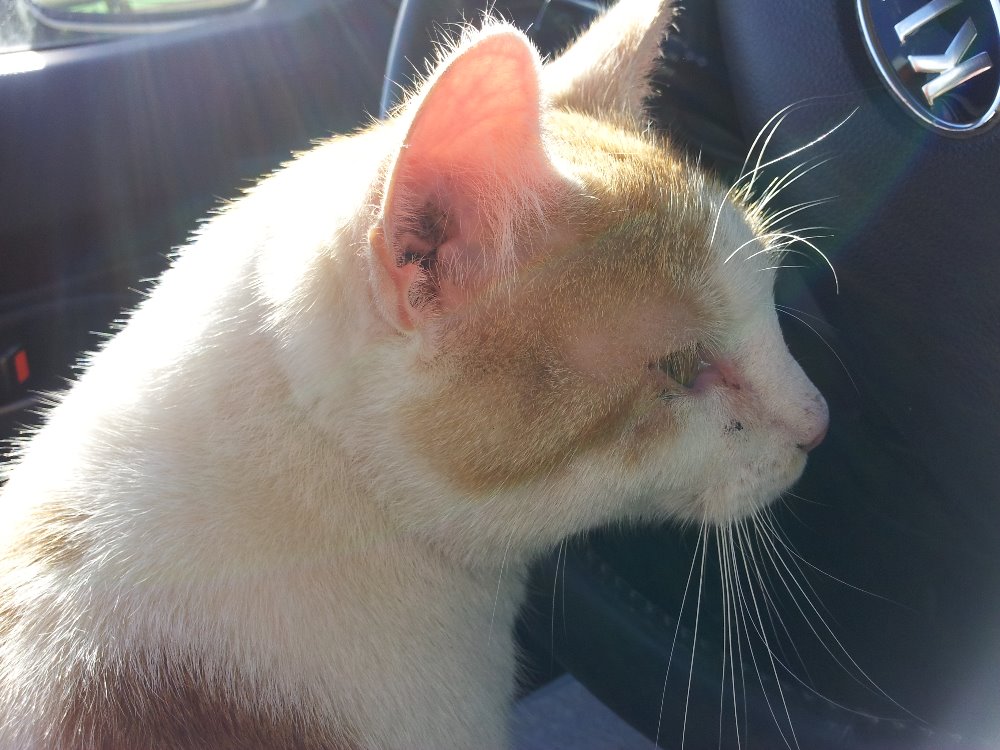 Kot ostro szuka nowego domu