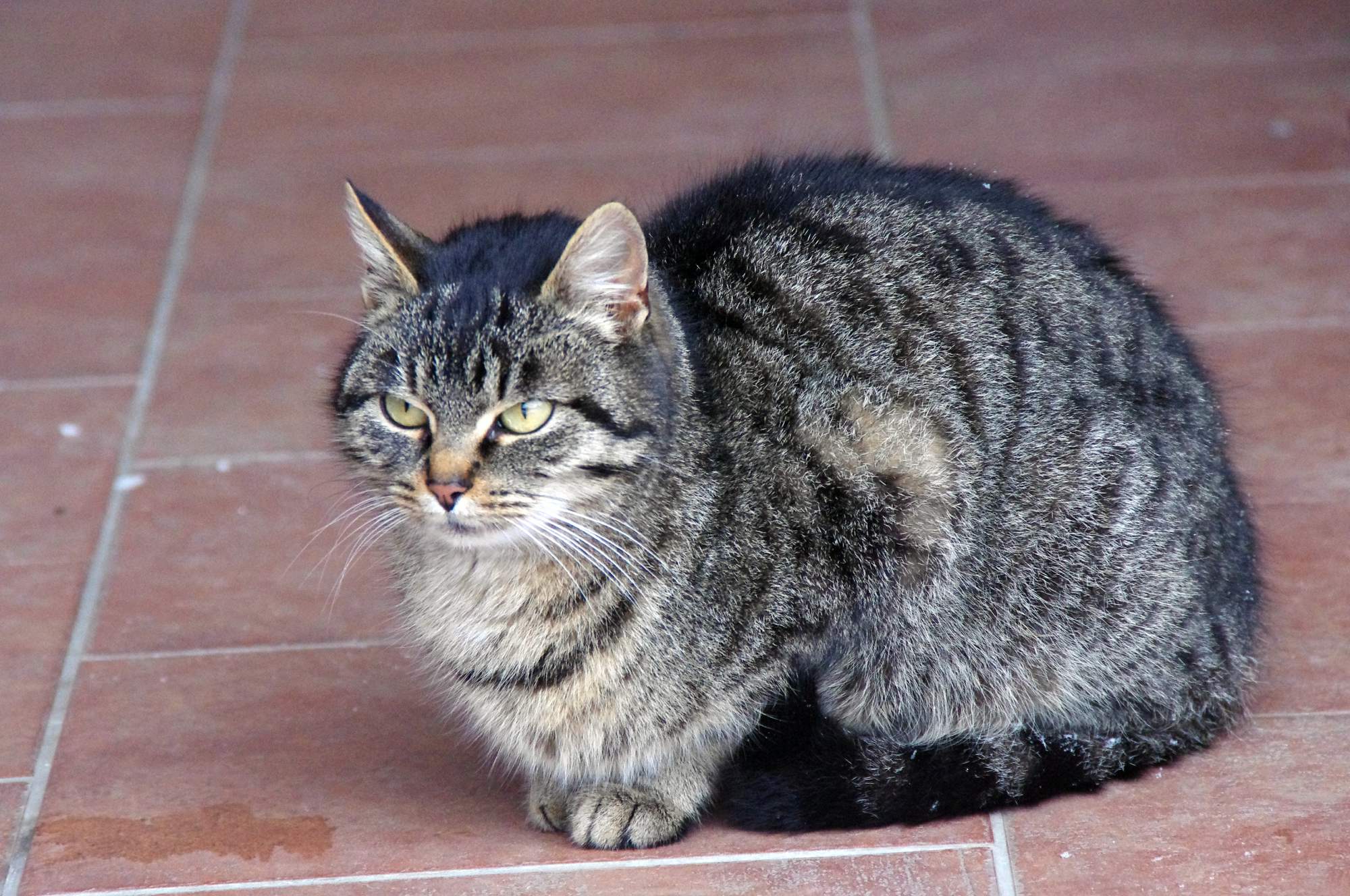 Dziękujemy za pomoc w schroniskach!