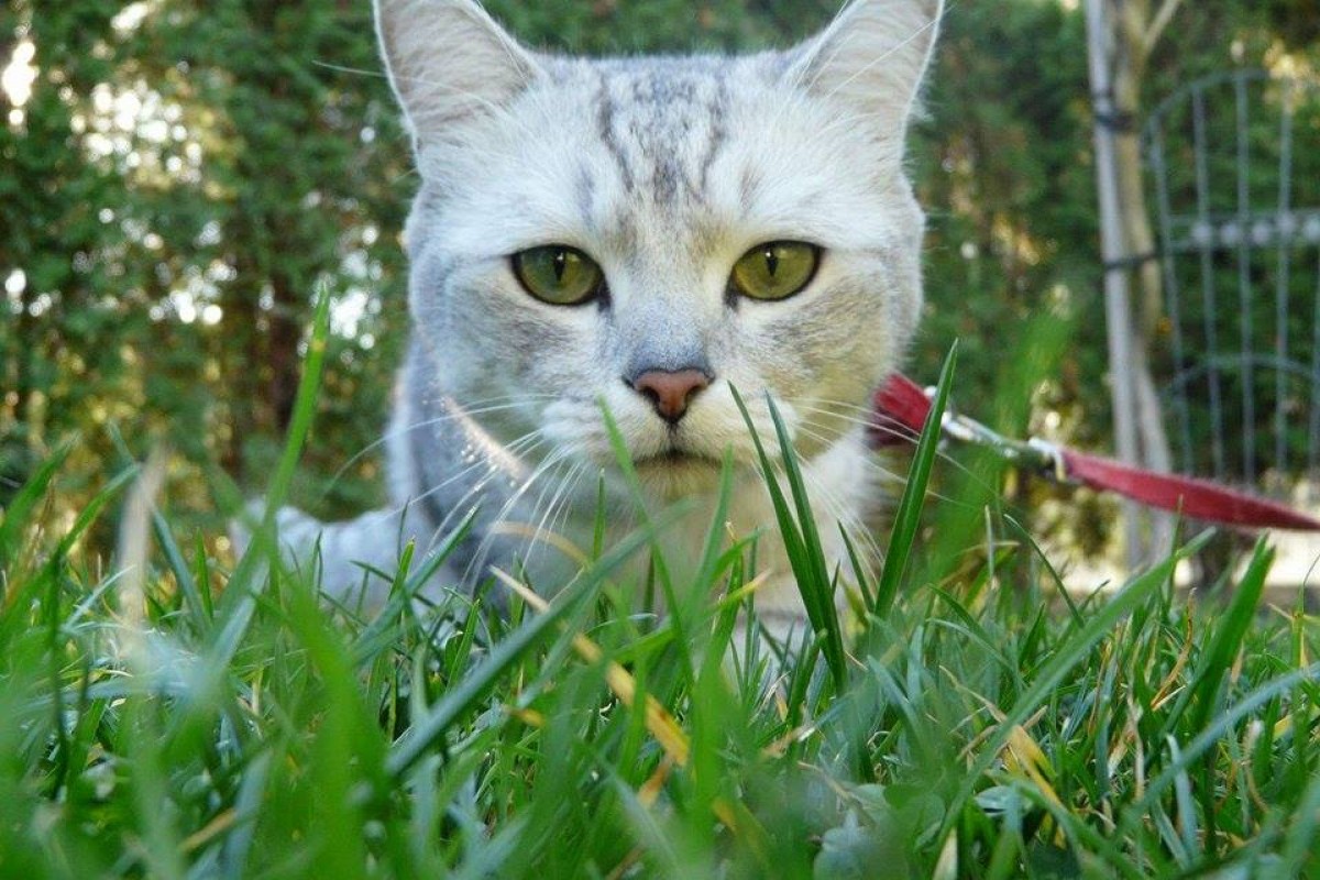 Niebezpieczne choroby przenoszące kleszcze i kłujące owady