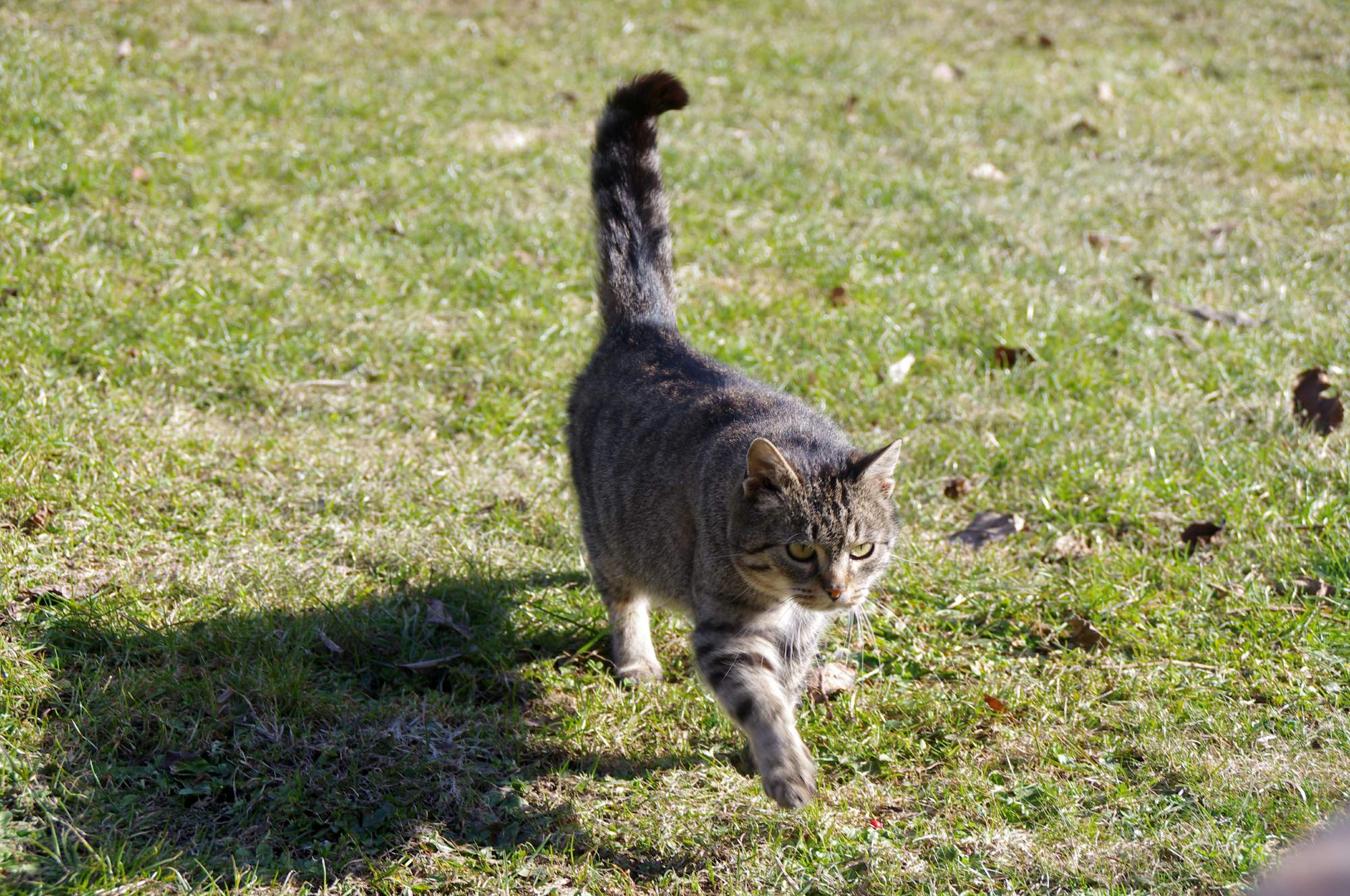 Gadżet technologiczny, który ułatwia znalezienie bezpańskiego zwierzęcia
