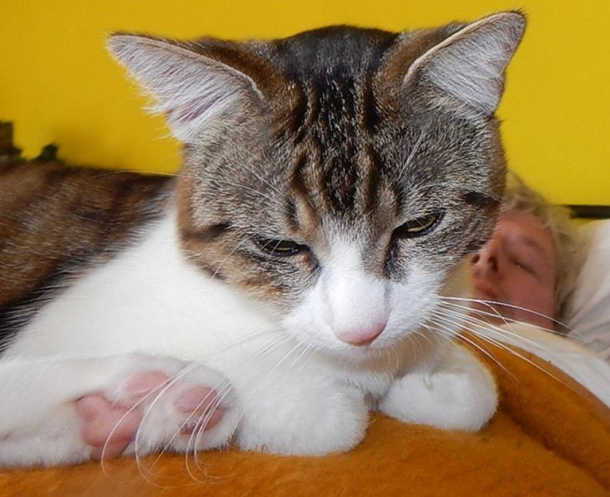 6 powodów, aby odrobaczać zwierzę