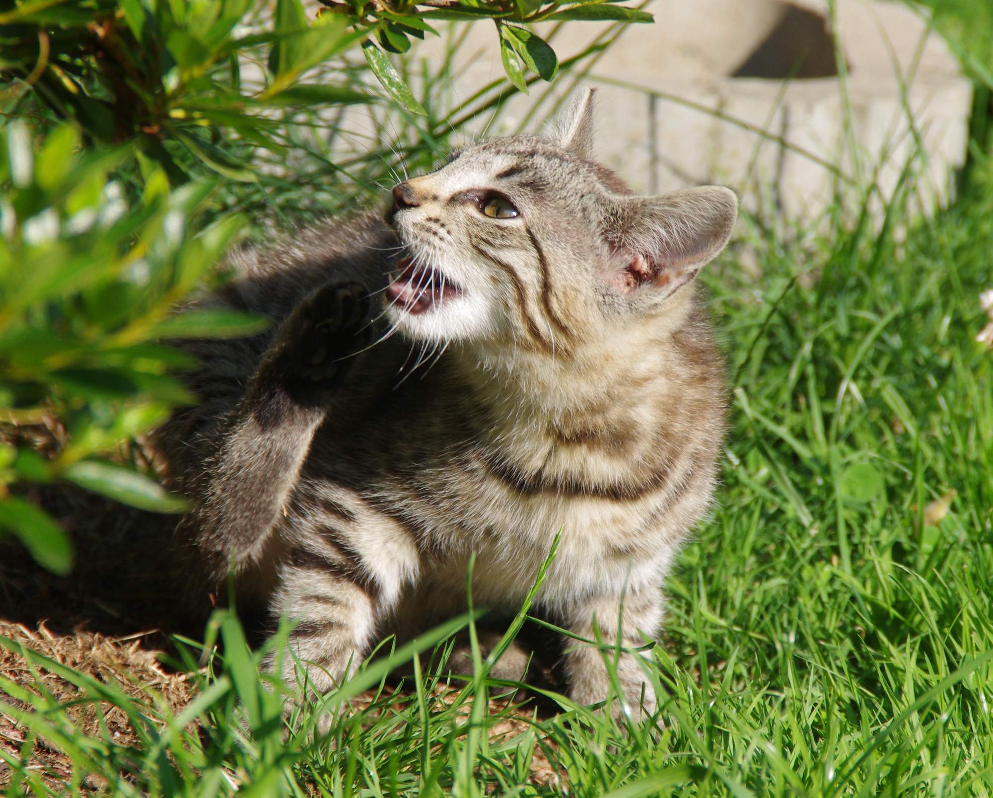 Karmienie w pierwszym roku życia kota