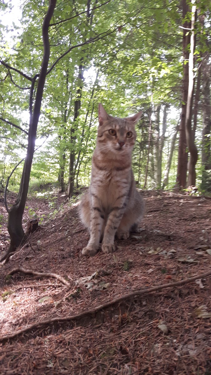 Badanie wśród hodowców na temat środków przeciwpasożytniczych