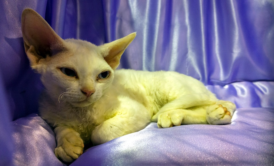 Zaproszenie: Międzynarodowa wystawa kotów INTERFELIS, 24.6. - 25.6. 2017 r