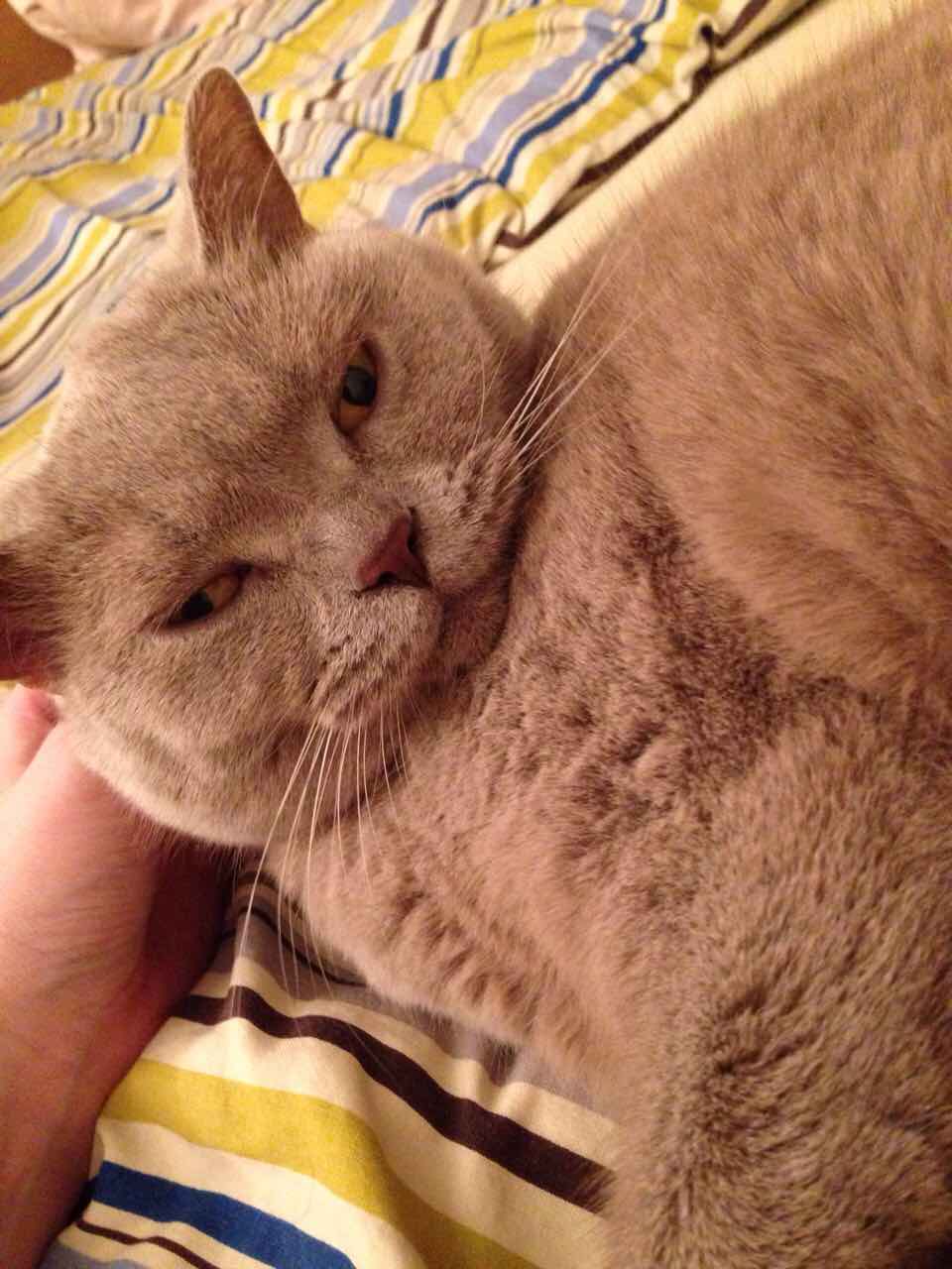 10 rzeczy, na które trzeba się przygotować, zanim kupisz kota