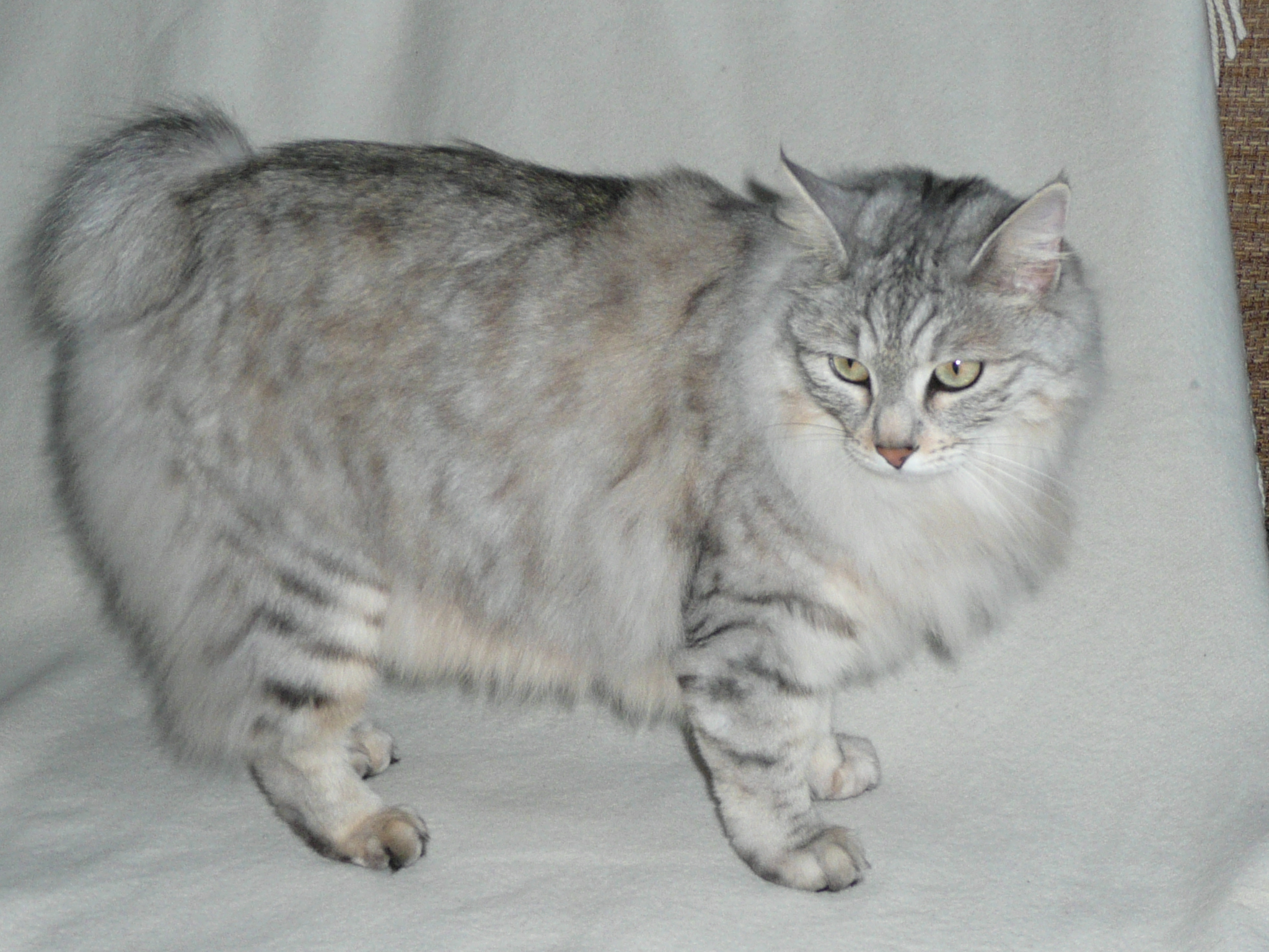 Kurylska bobtail