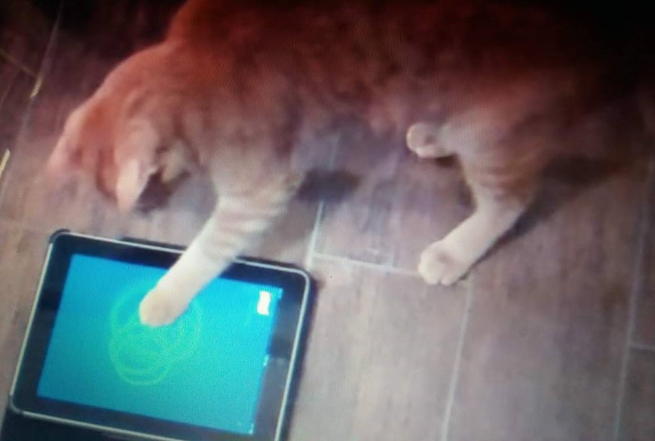 5 aplikacji dla kotów