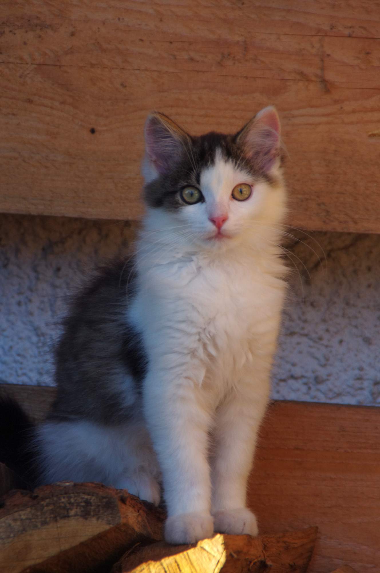 Pchła pod kontrolą