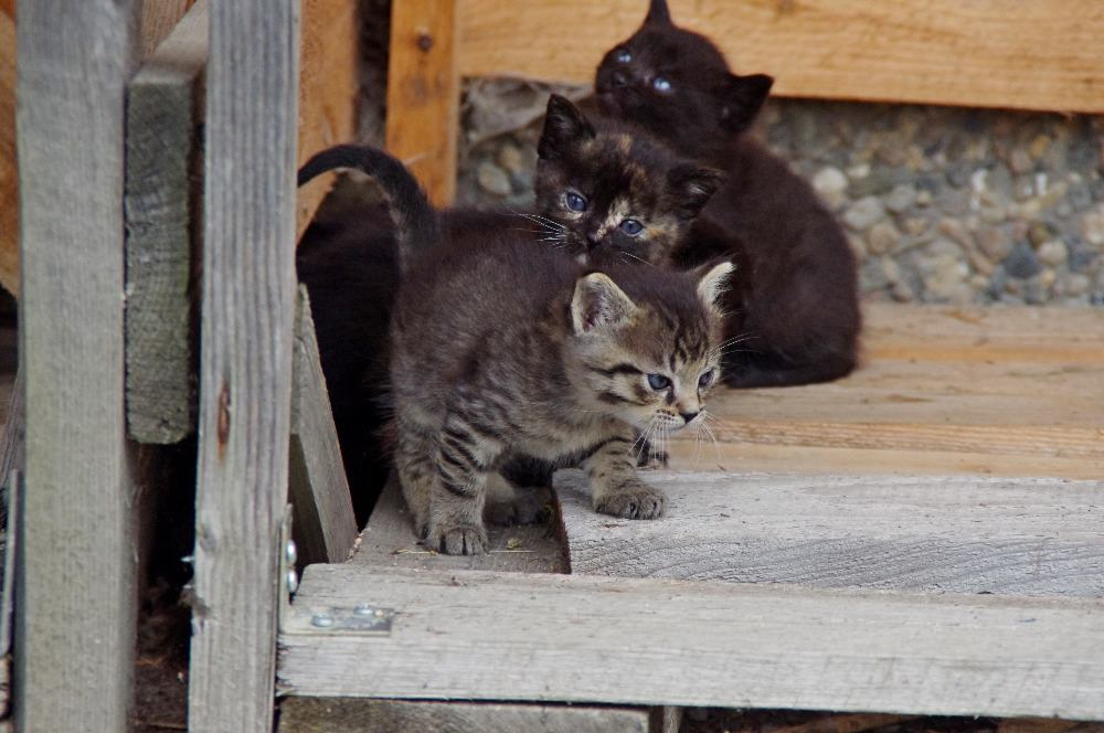 Piękne kocięta szukają nowego domu